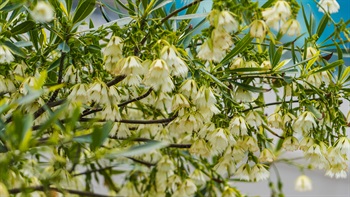 水石榕的白色花朵倒挂在树上，点缀了绿油油的草地，令海滨花园更添优雅。